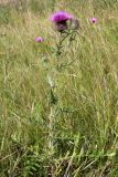 Смотреть изображение Cirsium laniflorum