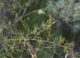 View full-size image Rhamnus erythroxyloides