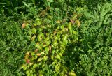 View full-size image Pyrus caucasica