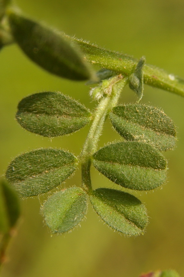 Изображение особи Vicia amphicarpa.