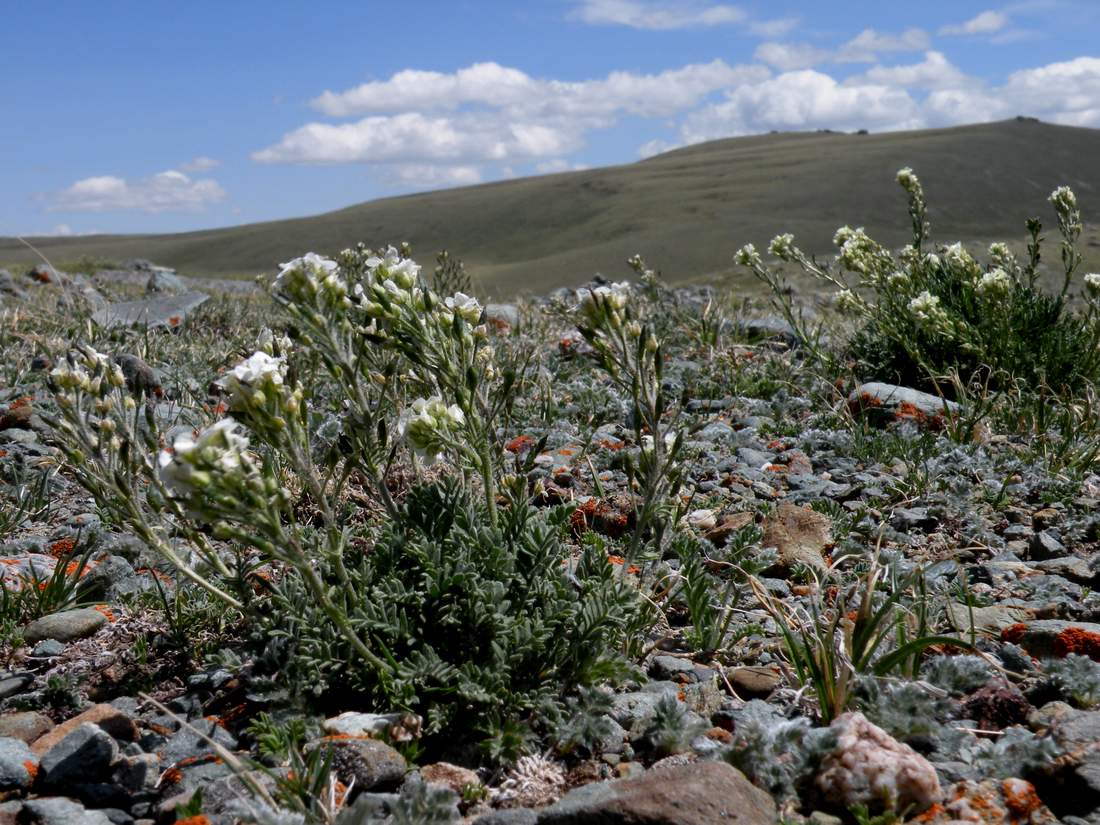 Изображение особи Smelowskia calycina.