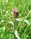 Centaurea jacea subspecies substituta