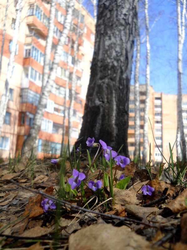 Image of Viola hirta specimen.