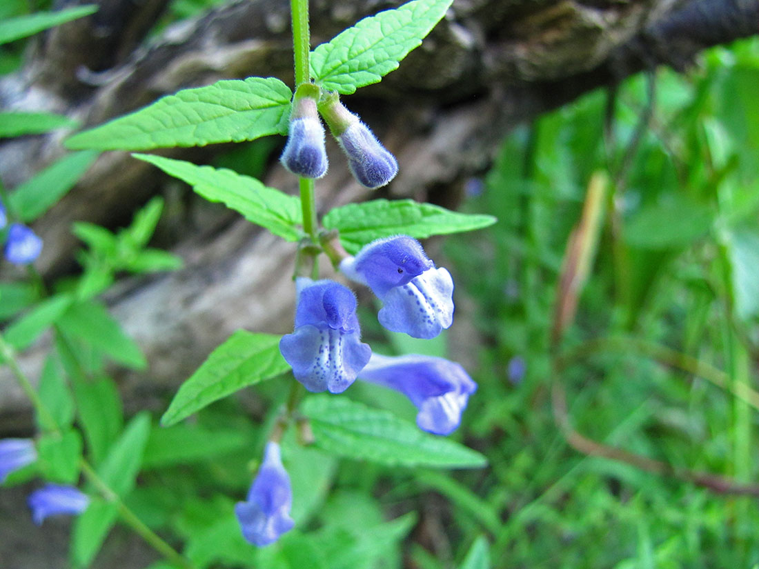 Image of Scutellaria galericulata specimen.