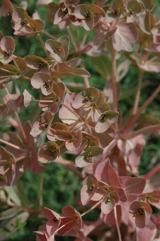 Изображение особи Euphorbia ferganensis.