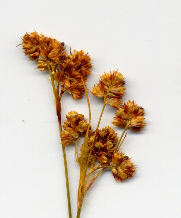 Image of Luzula multiflora specimen.