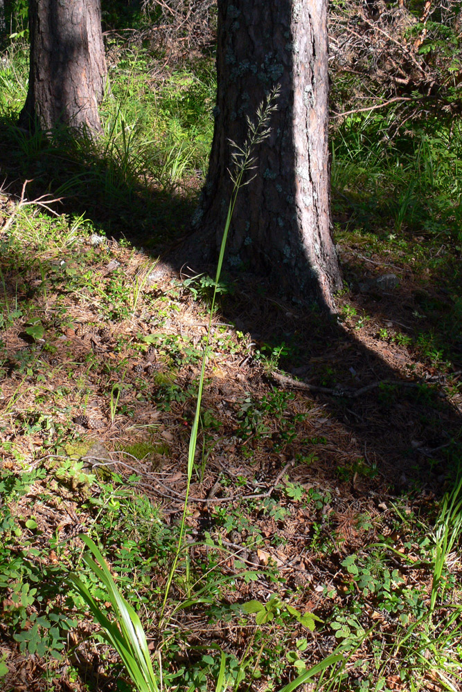 Image of Calamagrostis arundinacea specimen.