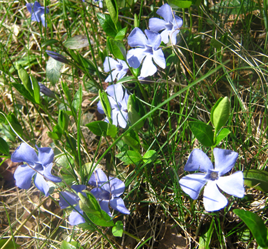 Image of Vinca minor specimen.