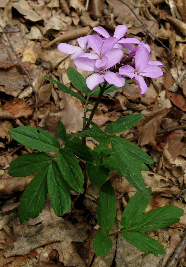 Image of Cardamine quinquefolia specimen.