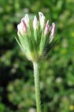 Trifolium leucanthum. Соцветие. Южный Берег Крыма, подножие горы Аюдаг. 11 мая 2012 г.