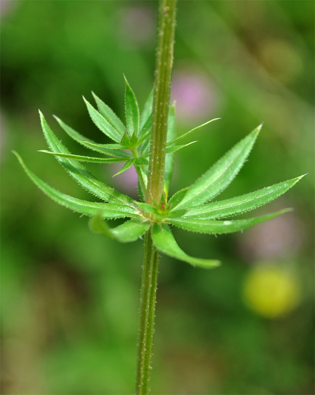 Изображение особи Phuopsis stylosa.