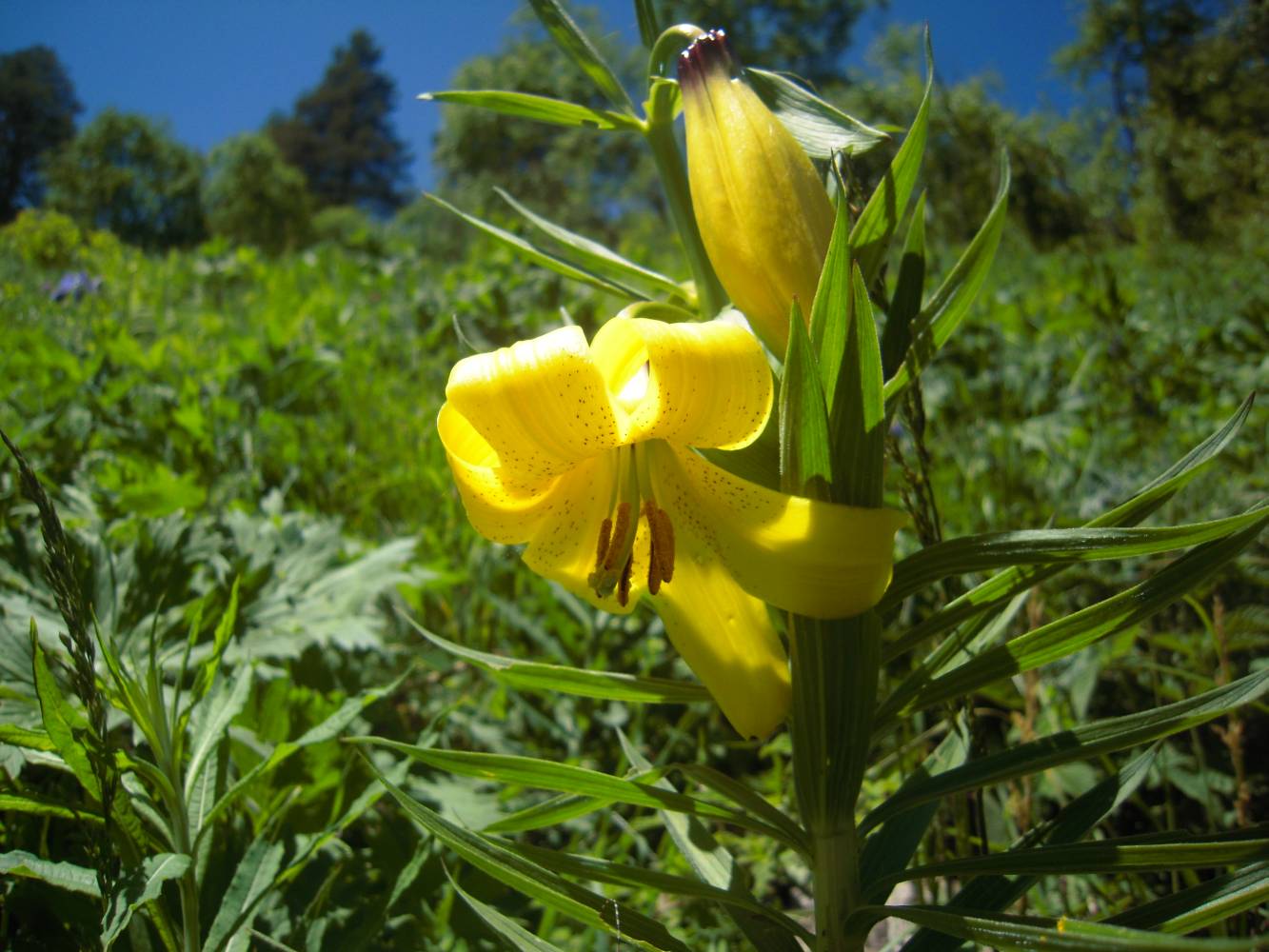 Image of Lilium monadelphum specimen.