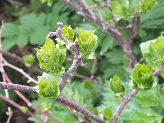 Image of Schisandra chinensis specimen.