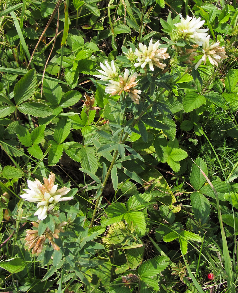 Image of Trifolium spryginii specimen.