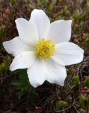 Pulsatilla scherfelii