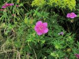 Geranium soboliferum. Цветущее растение. Владивосток, Ботанический сад-институт ДВО РАН. 22 июля 2012 г.