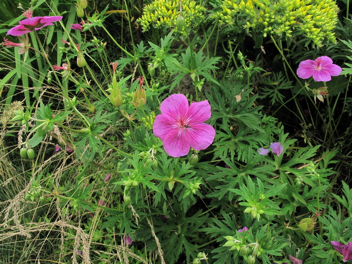 Изображение особи Geranium soboliferum.