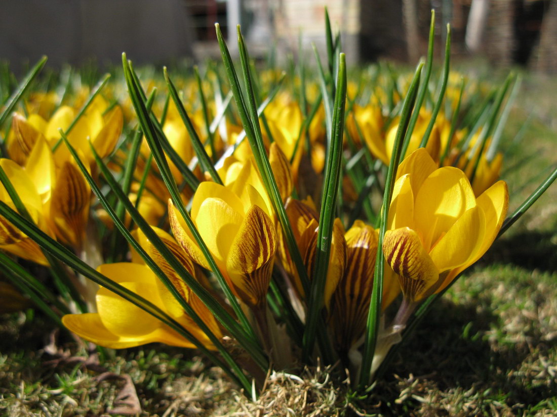 Изображение особи Crocus chrysanthus.