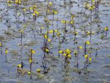 Utricularia vulgaris. Часть куртины цветущих растений. Украина, Волынская обл., Ратновский р-н, южнее с. Хабарище, оз. Волянское. 22 июля 2012 г.