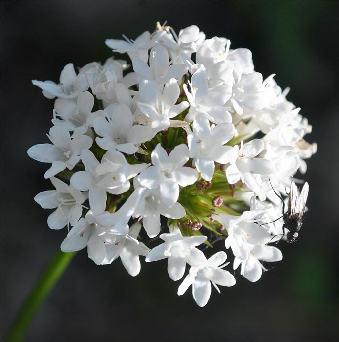 Изображение особи Valeriana alpestris.