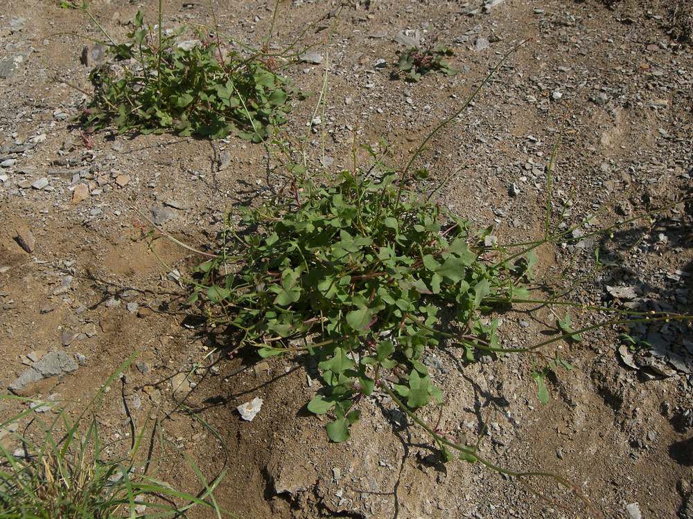 Изображение особи Rumex hastifolius.