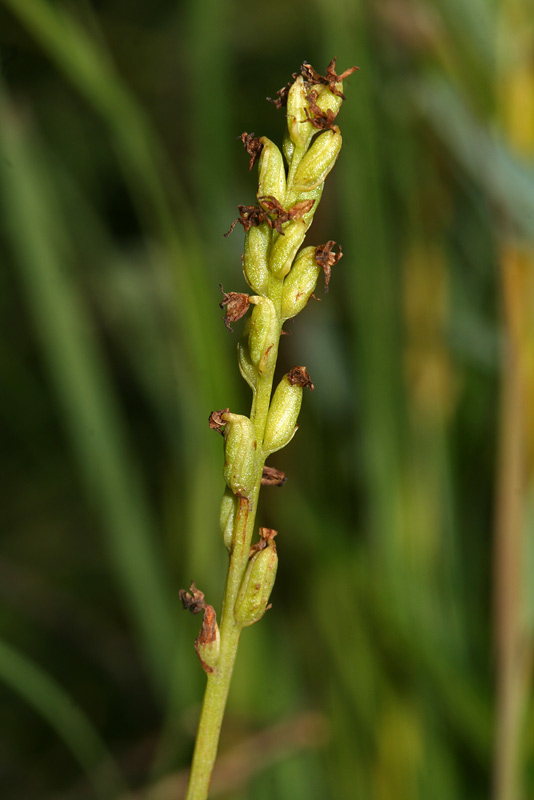 Изображение особи Herminium monorchis.