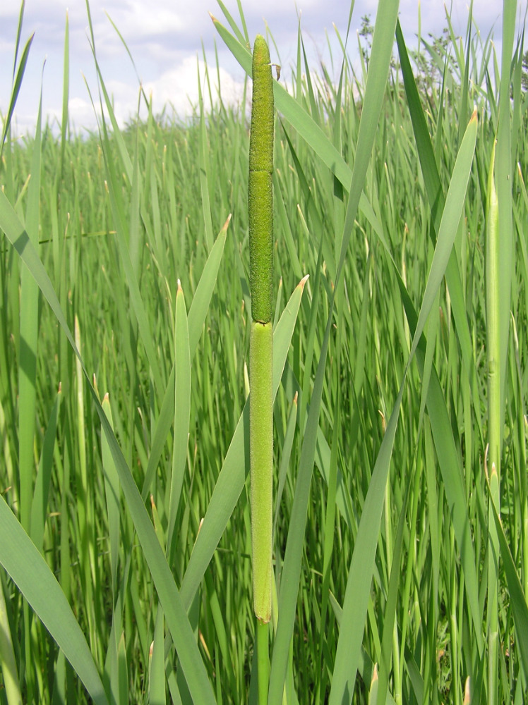 Изображение особи Typha latifolia.