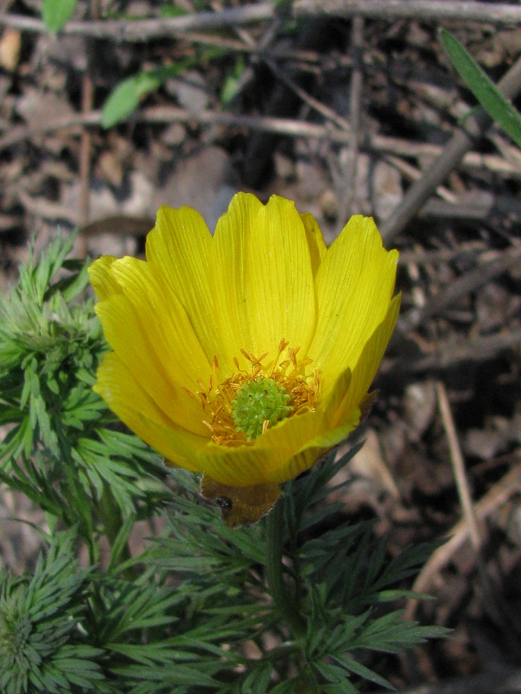 Image of Adonis volgensis specimen.