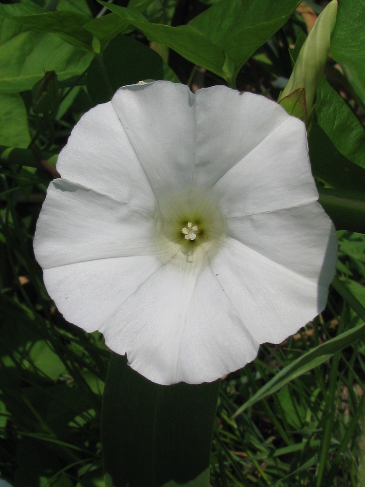 Изображение особи Calystegia sepium.