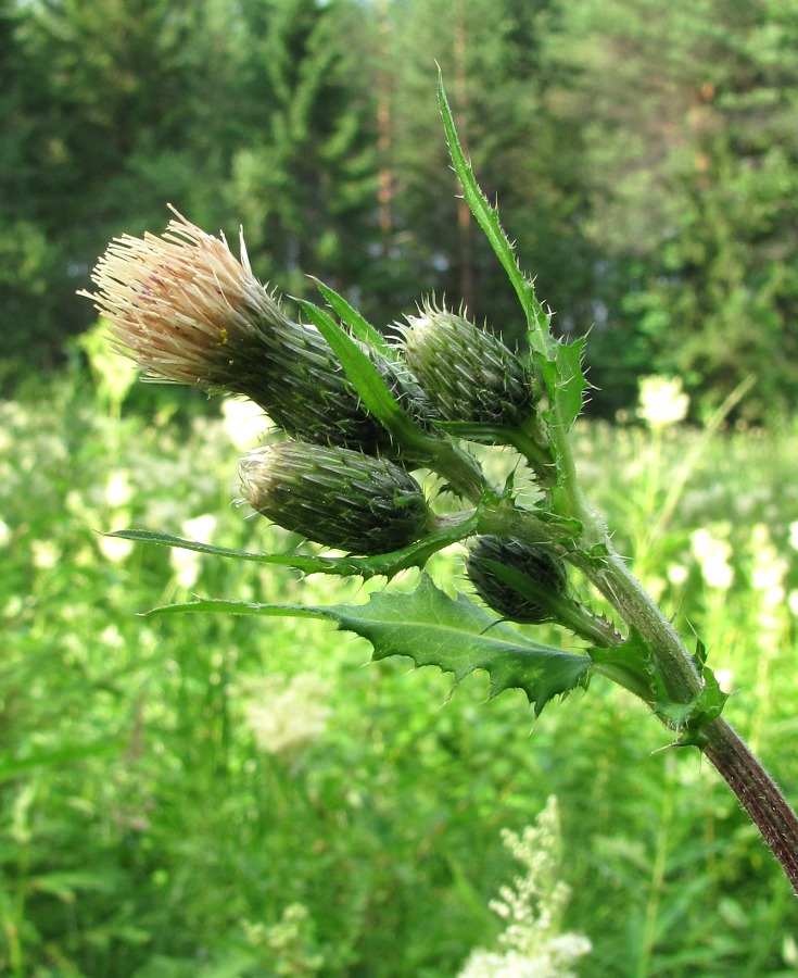 Изображение особи Cirsium &times; hybridum.