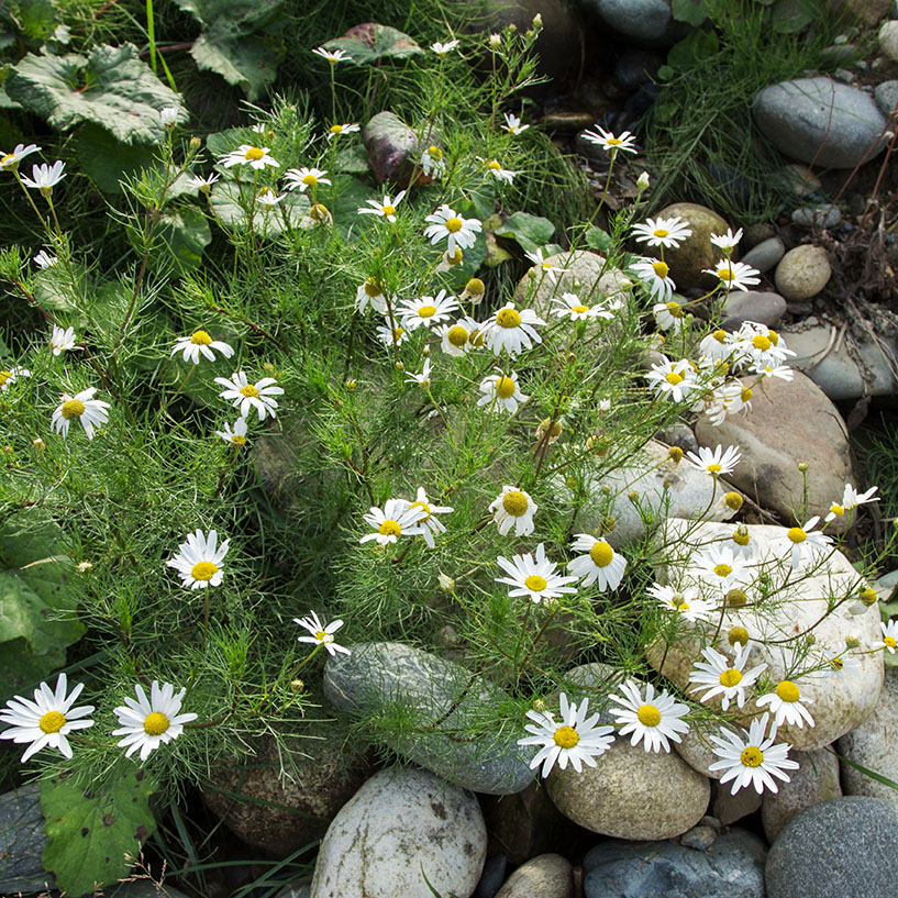 Изображение особи Tripleurospermum inodorum.