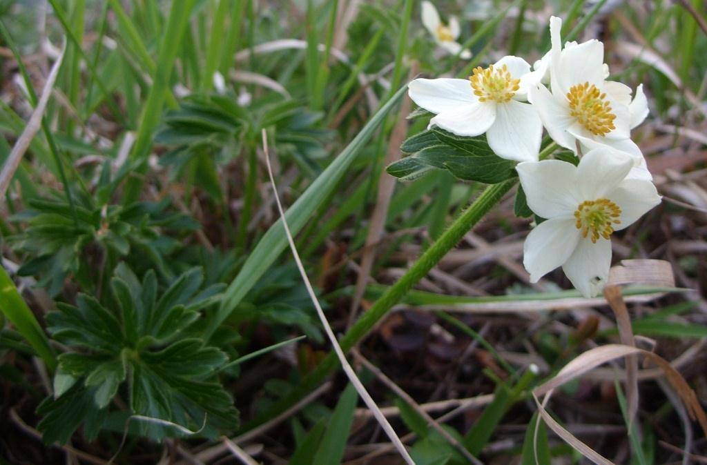 Изображение особи Anemonastrum brevipedunculatum.