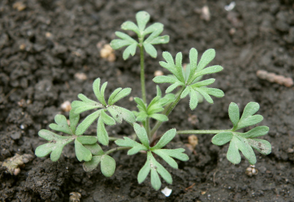 Image of Delphinium consolida specimen.