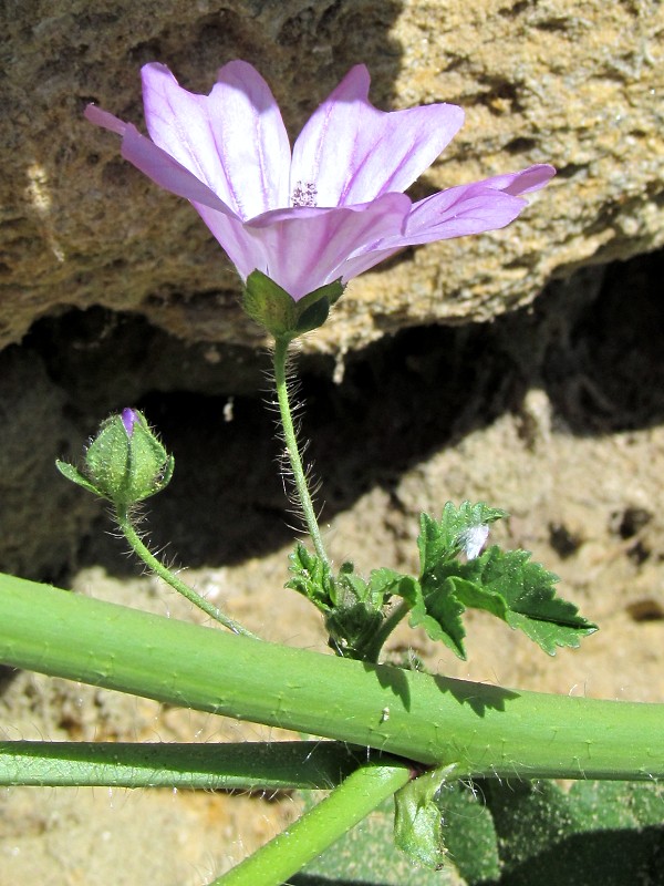 Image of genus Malva specimen.