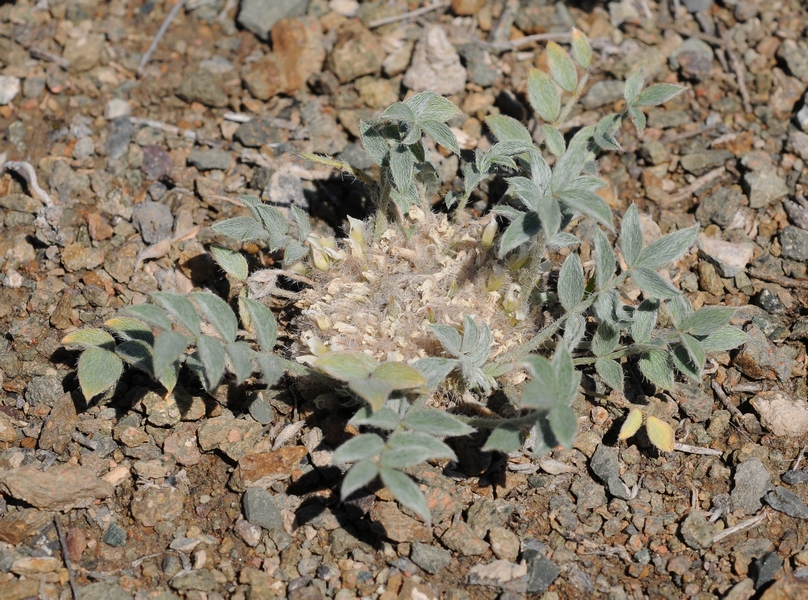 Image of Astragalus scabrisetus specimen.