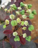 Смотреть изображение Euphorbia cotinifolia