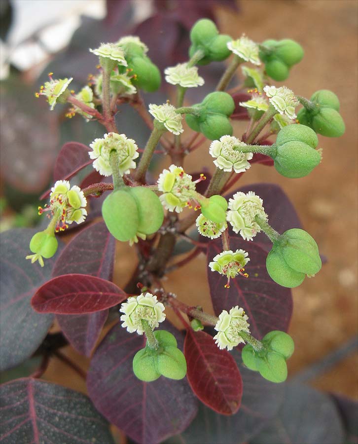 Image of Euphorbia cotinifolia specimen.