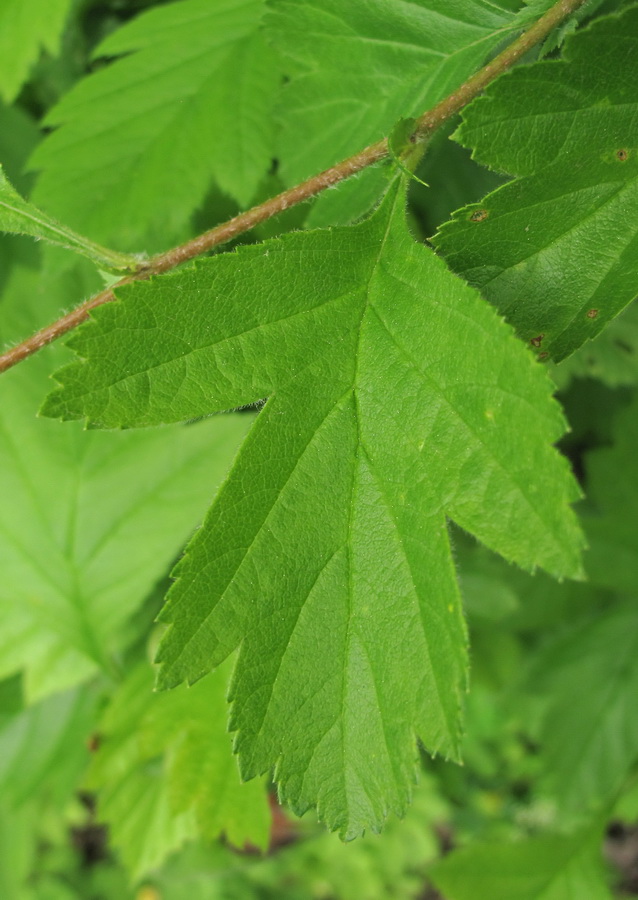 Image of Crataegus sanguinea specimen.