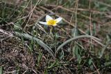 Tulipa turkestanica