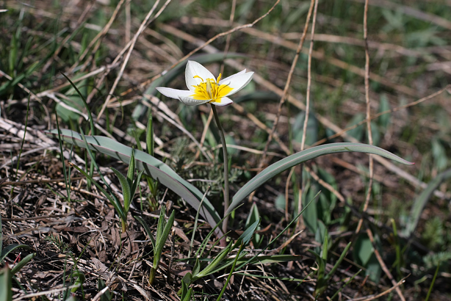 Image of Tulipa turkestanica specimen.