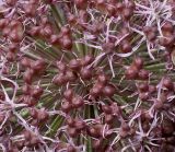 Allium karataviense