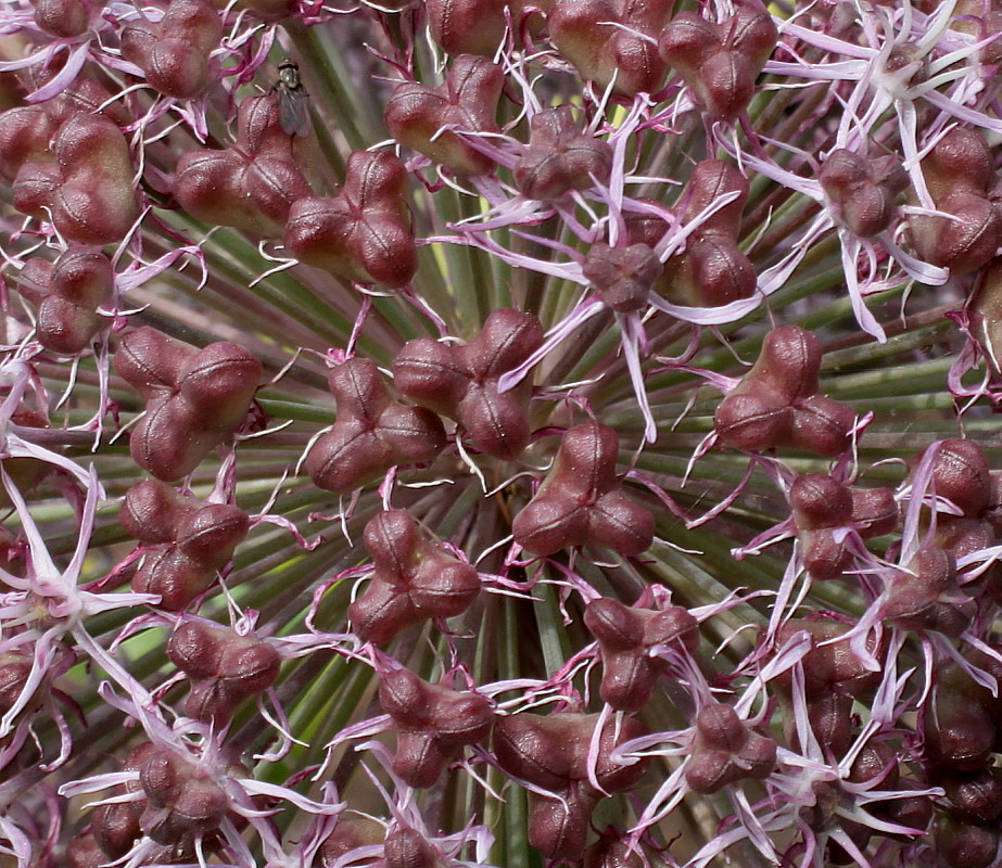 Image of Allium karataviense specimen.