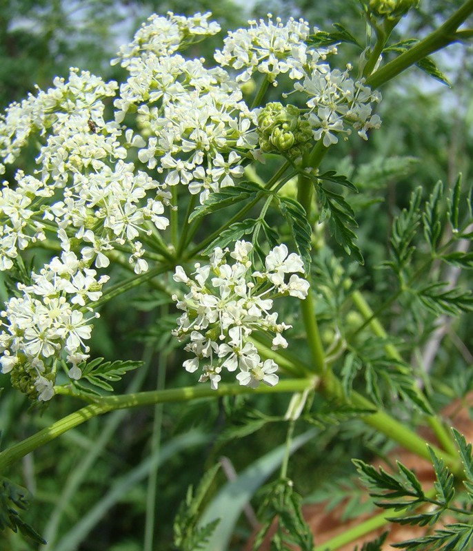 Image of Conium maculatum specimen.