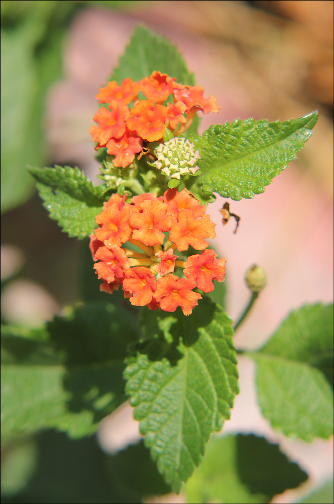 Изображение особи Lantana camara.