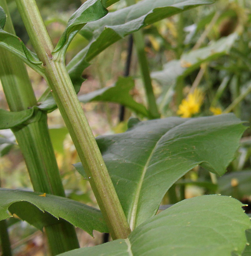 Image of Silphium perfoliatum specimen.