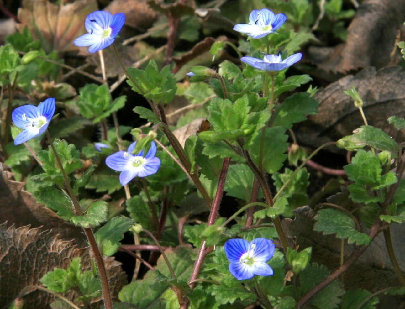 Image of Veronica polita specimen.