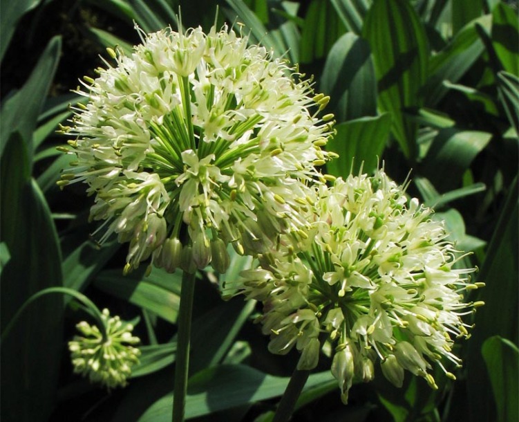 Image of Allium victorialis specimen.