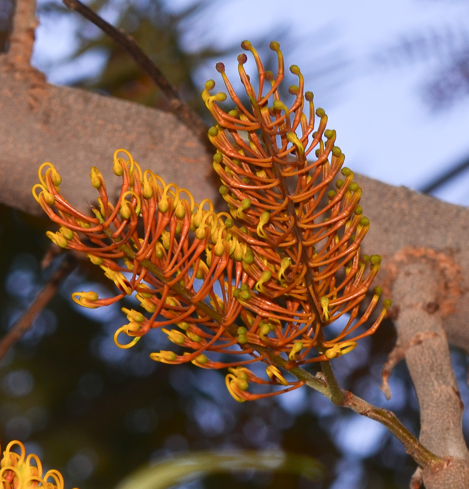 Изображение особи Grevillea robusta.