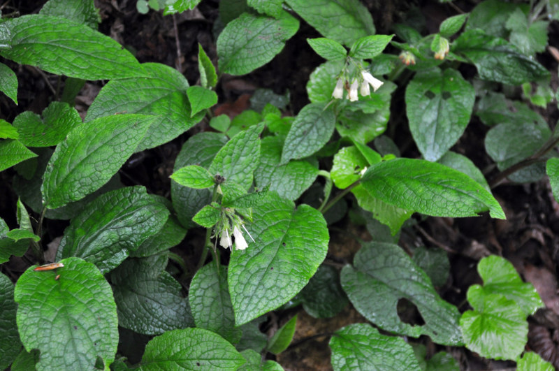 Изображение особи Symphytum grandiflorum.