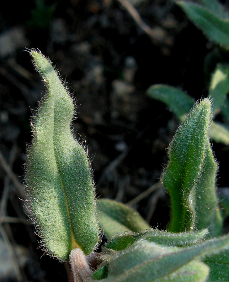 Image of Nonea taurica specimen.